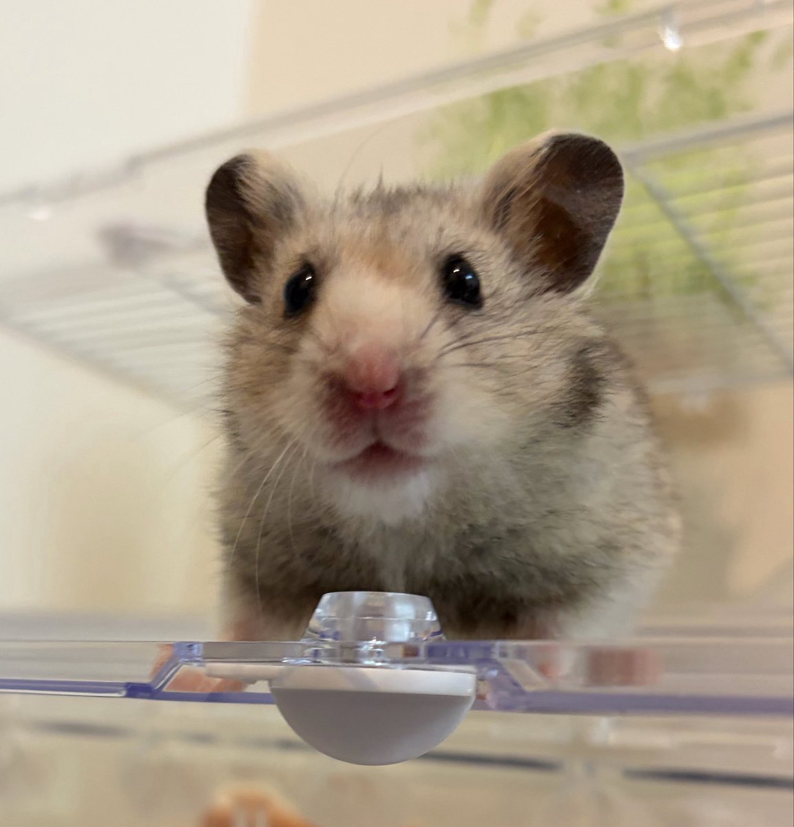 suisei_86star's tweet image. #ハムスターのタロイモ  #hamster