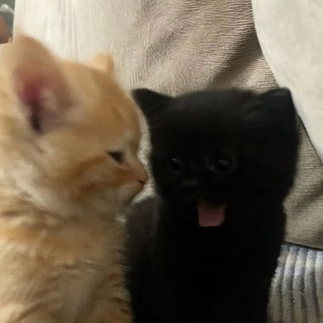 Cat 🐈 tweet media