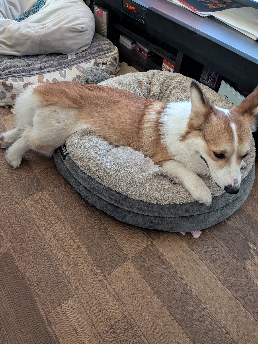 satomi udagawa tweet media