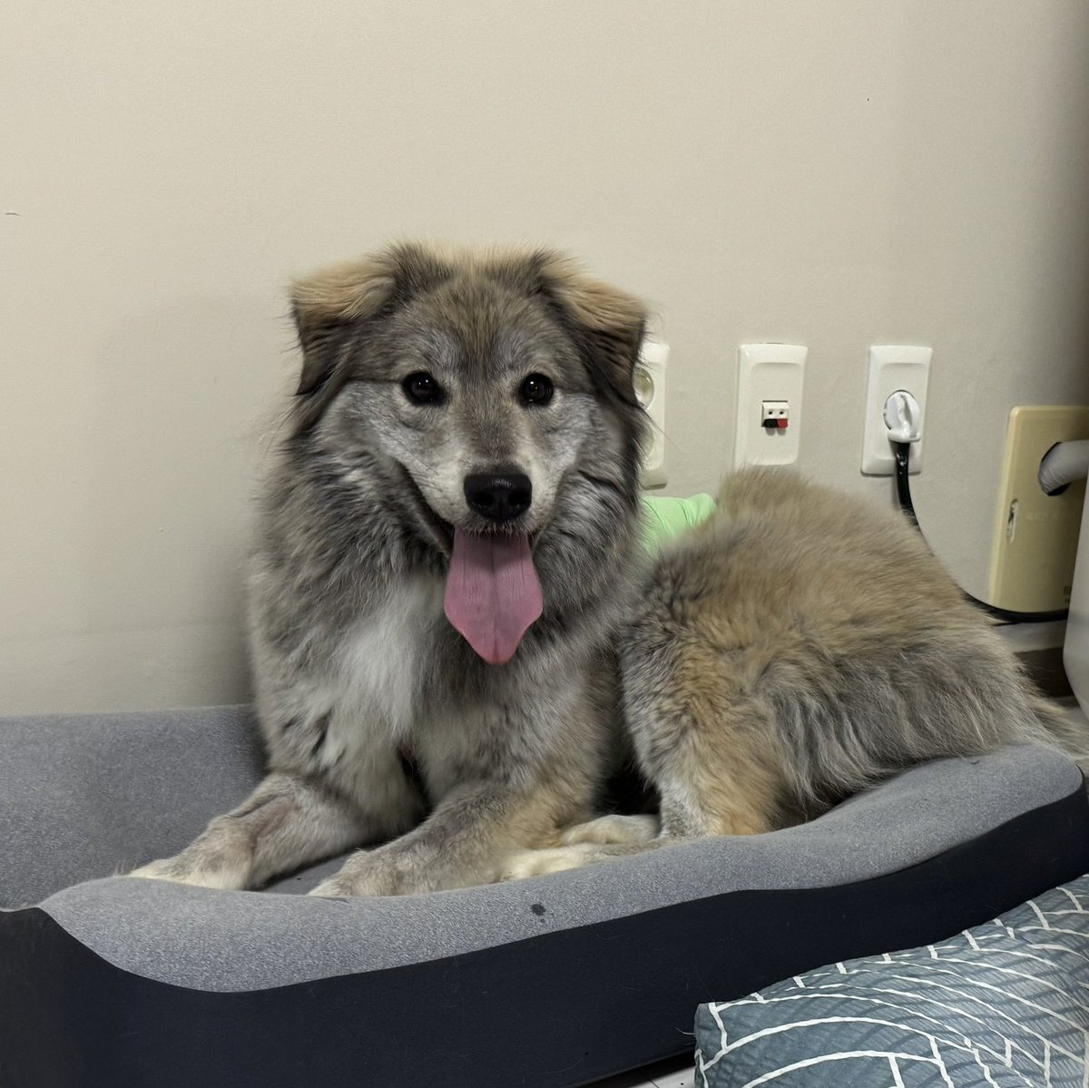 월월🐾 tweet media