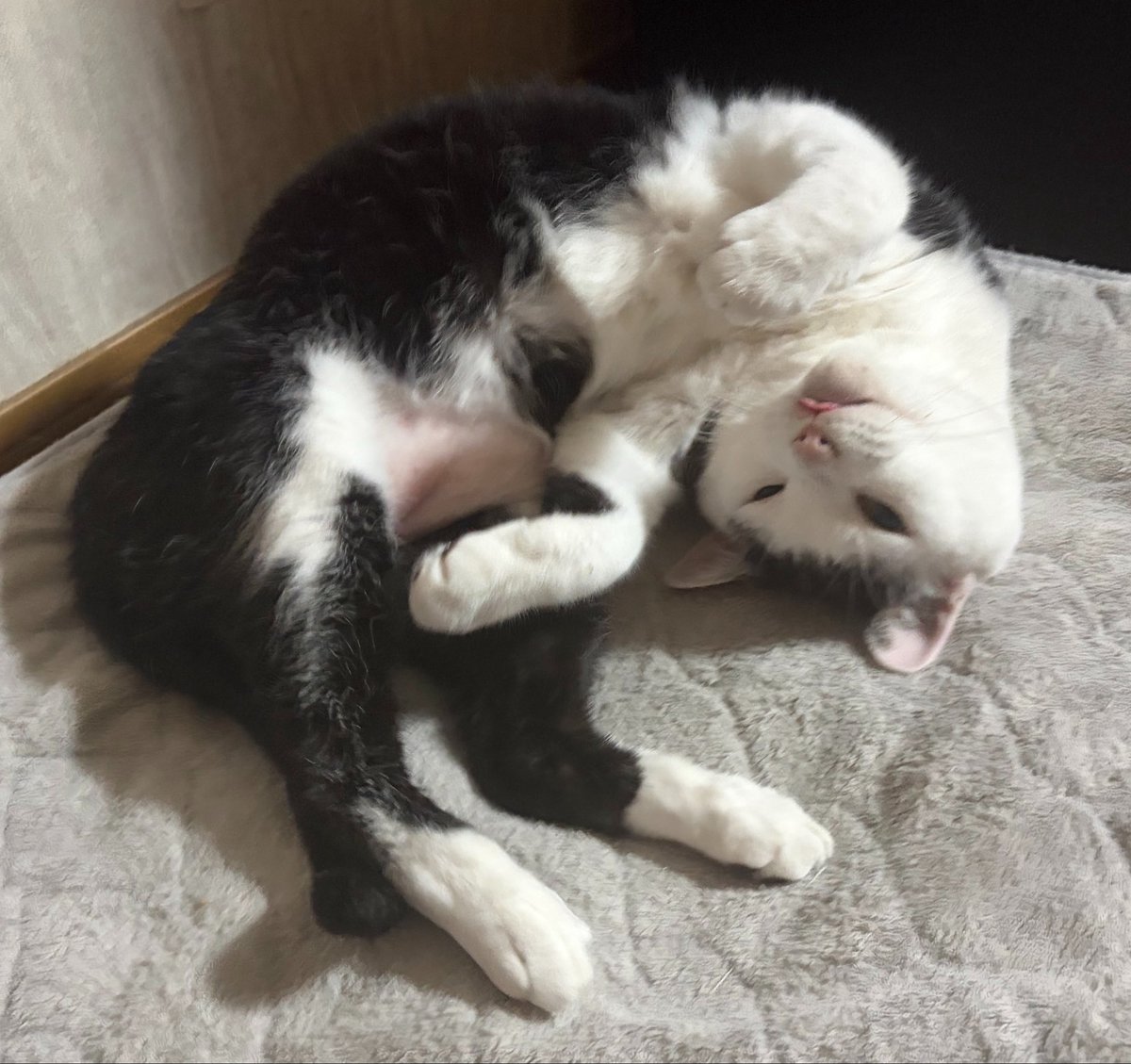 vegelovecat's tweet image. おはよー
4:58出発早朝散歩 13℃ひんやり気持ちがいい ミズさん最後に一つ公園追加するといい2.8キロ楽しく散歩してこれたよ
昨夜は2人飯 きゅうりキムチ奴 油揚げピーマン人参スナップエンドウの炒め 千キャベ 味噌汁 韓国海苔 納豆
 #vegan #ヴィーガン #保護猫を家族に #保護犬を家族に