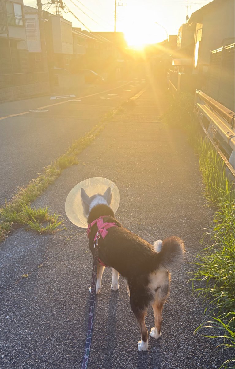 vegelovecat's tweet image. おはよー
4:58出発早朝散歩 13℃ひんやり気持ちがいい ミズさん最後に一つ公園追加するといい2.8キロ楽しく散歩してこれたよ
昨夜は2人飯 きゅうりキムチ奴 油揚げピーマン人参スナップエンドウの炒め 千キャベ 味噌汁 韓国海苔 納豆
 #vegan #ヴィーガン #保護猫を家族に #保護犬を家族に