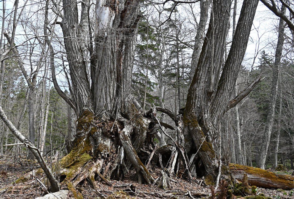 #カツラ

倒れている幹が最初に育ったものです。
その後萌芽により左右に増え、そして中央の幹が寿命を迎えました。
萌芽による増殖なのですべて同一の遺伝子のものだと思われます！
いったい何百年生きているのでしょうね😱

#津別町　#チミケップの森