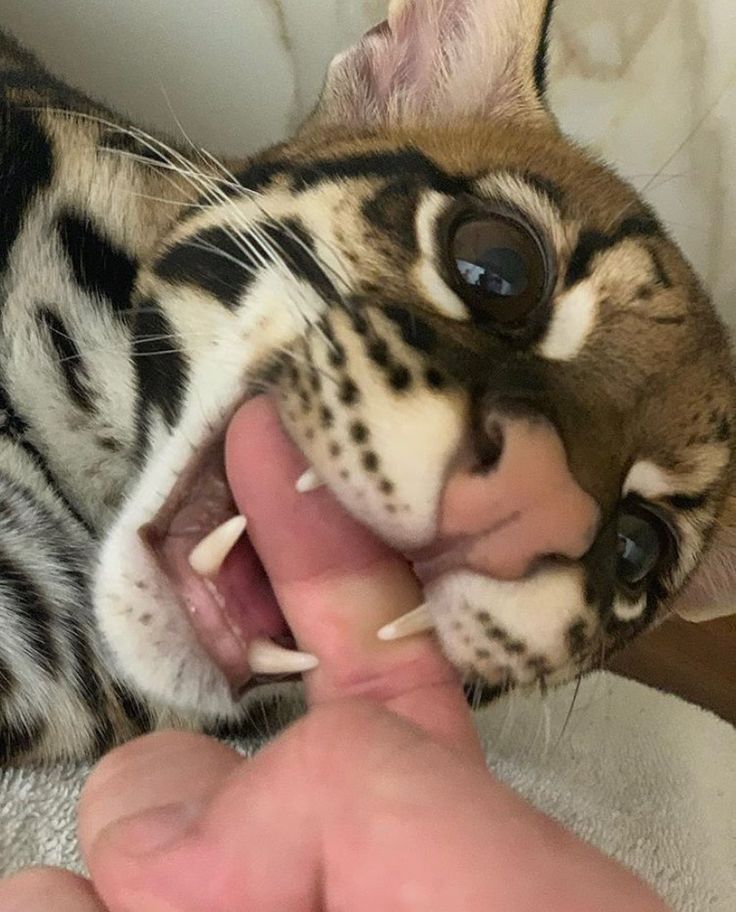 𝒦𝒂𝒓𝒊𝒏𝒂 tweet media