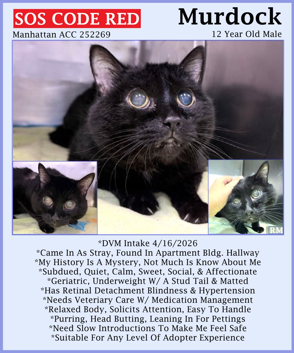 sachikoko's tweet image. 🆘CODE RED🆘TBK THU 4/23/26🆘🙏🏾PLZ SHARE🆘
🙏🏾PLZ #PLEDGE 2 SAVE MY LIFE
💝Sweet 12YO #Senior Black Kitty "MURDOCK"💝
😿💔Came In As Stray, Blind W/ Hypertension
🚨Needs #Adoption #Rescue #Foster🚨
⏩252269 facebook.com/photo.php?fbid…
🙏🏽#AdoptDontShop
#Manhattan #NYCACC #Cats