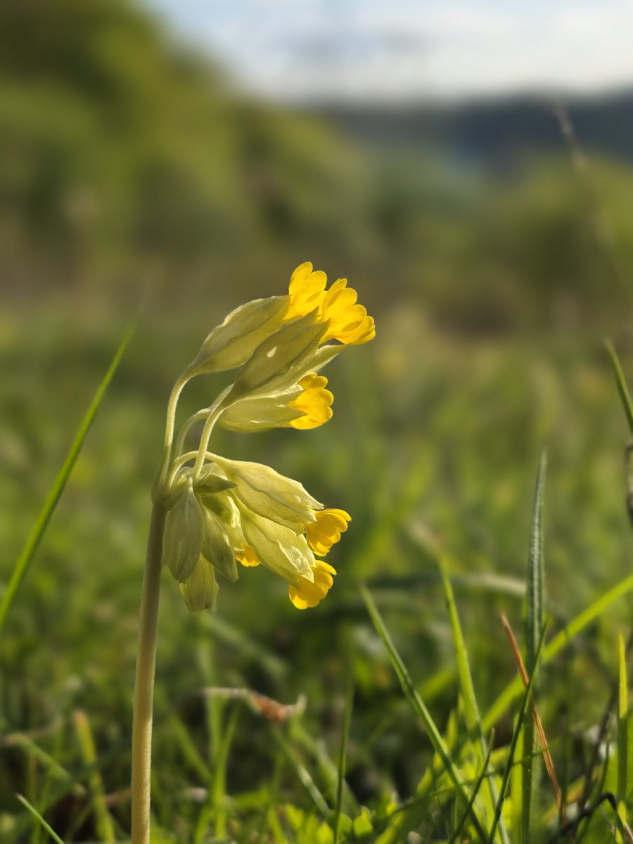 Rachael67947693's tweet image. There is something very special about going to a field and seeing it full of cowslips just like it was when you were a child, many years ago. 
I must collect some seeds for my rewilding area later this year.
#garden #nature #wildflowers #flower #gardening