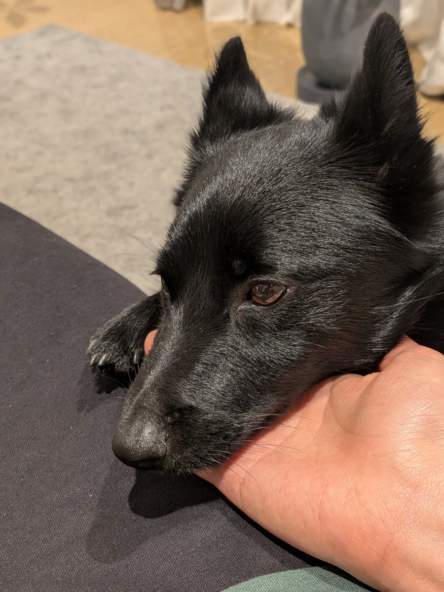 グーイ・スキッパーキ tweet media