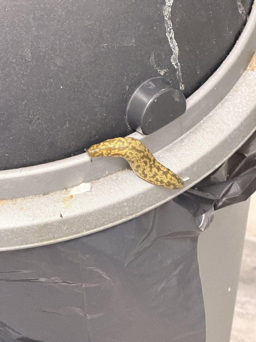 THERES A BIG FUCKING SLUG ON OUR TRASH CAN