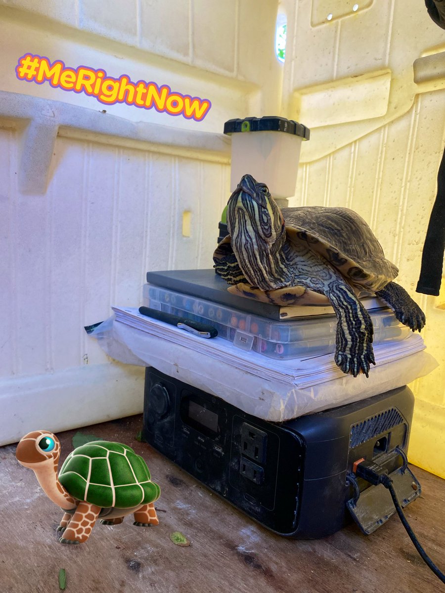 #justiceforTort #StopCopCity (tort/🐢) tweet media