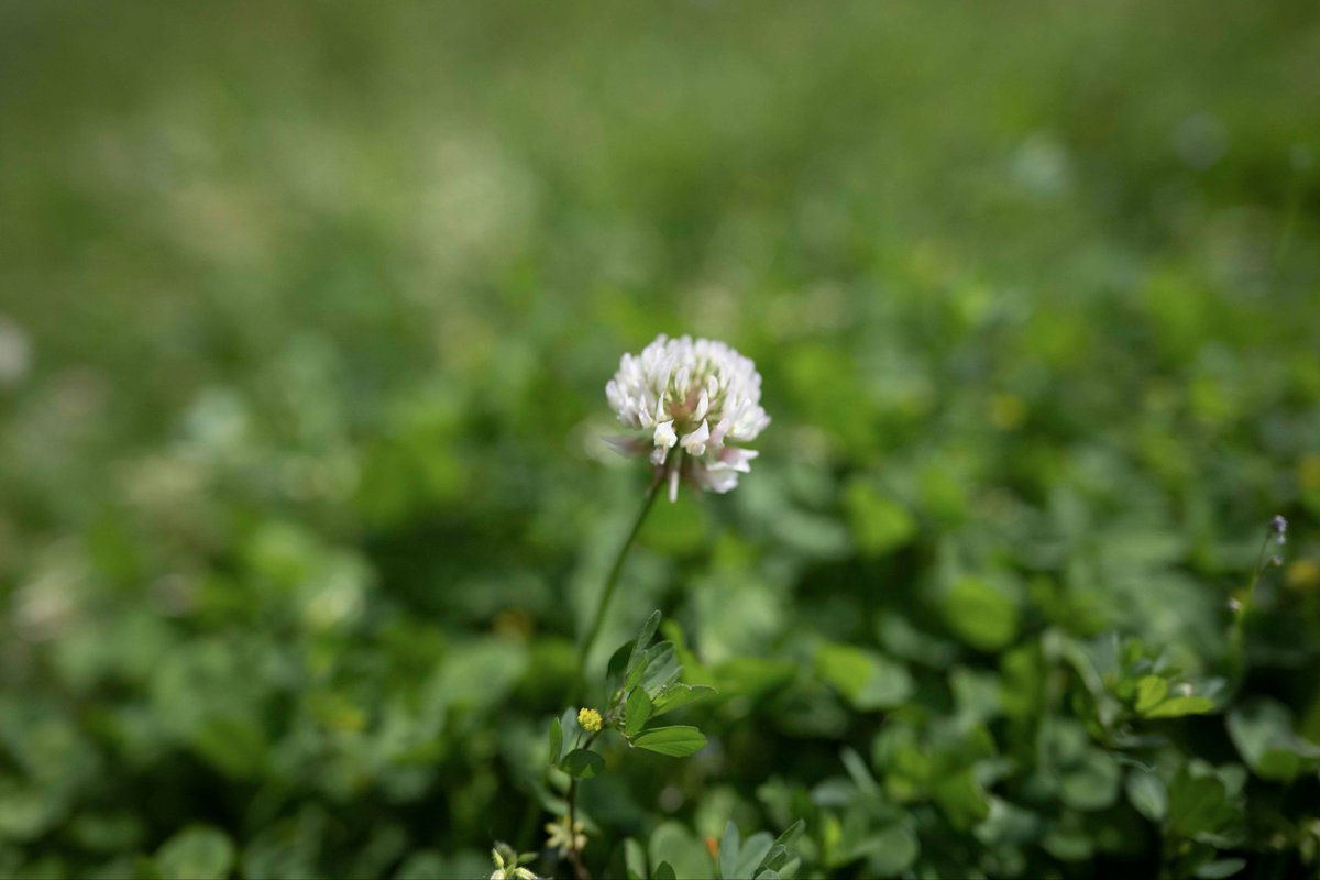 ダーシュ tweet media