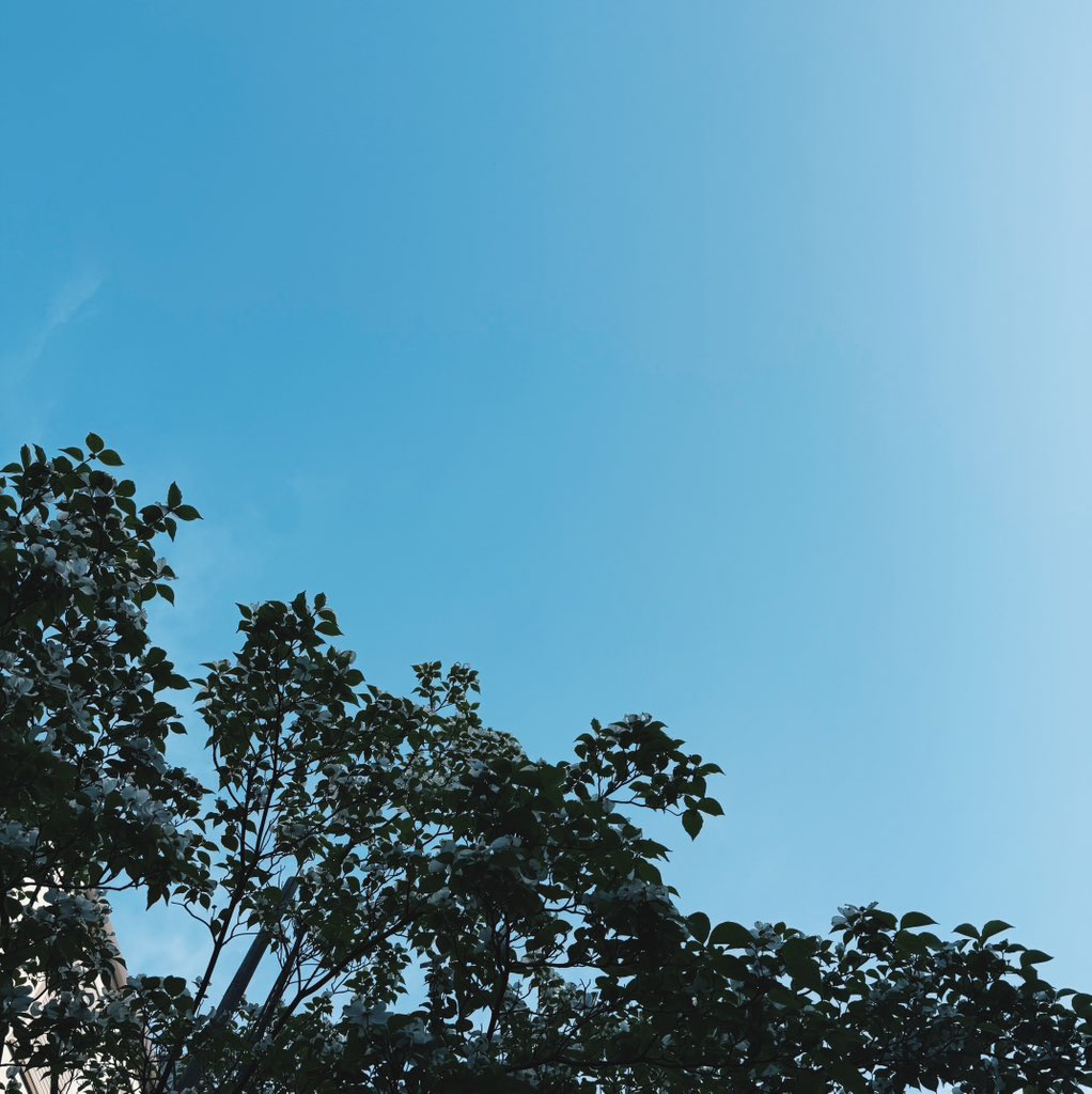 solo_el_fin's tweet image. ☀☁ 最低気温12℃/最高気温23℃ #sky #imasora #vsco #dogwood