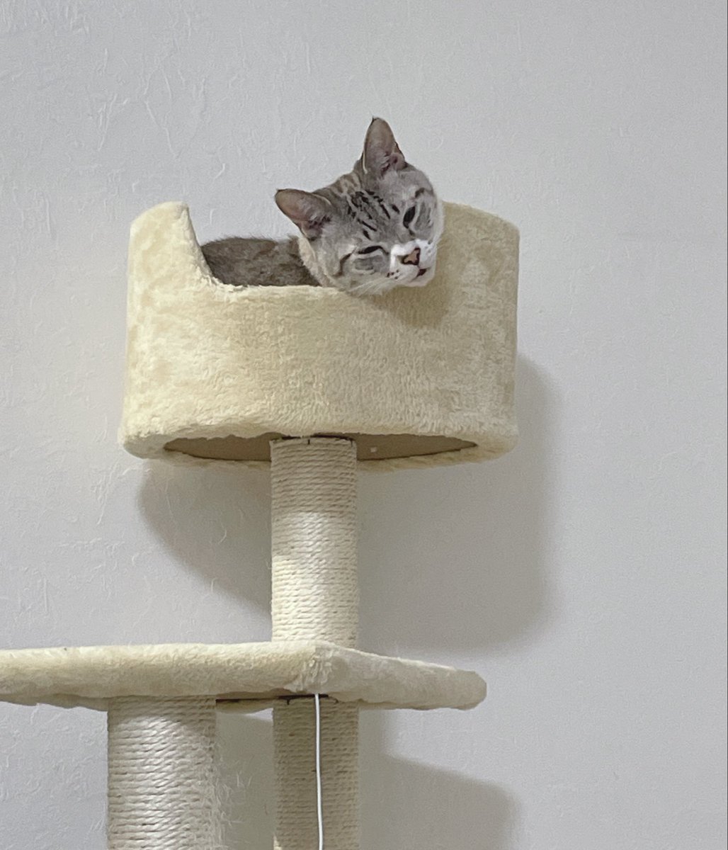 桃田けみ｜イラストレーター tweet media