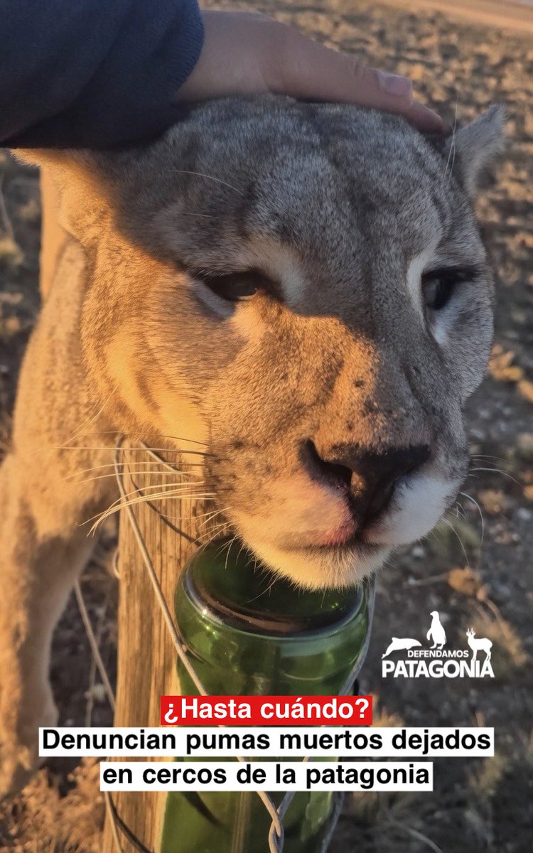 ❗️Defendamos Patagonia❗️ tweet media