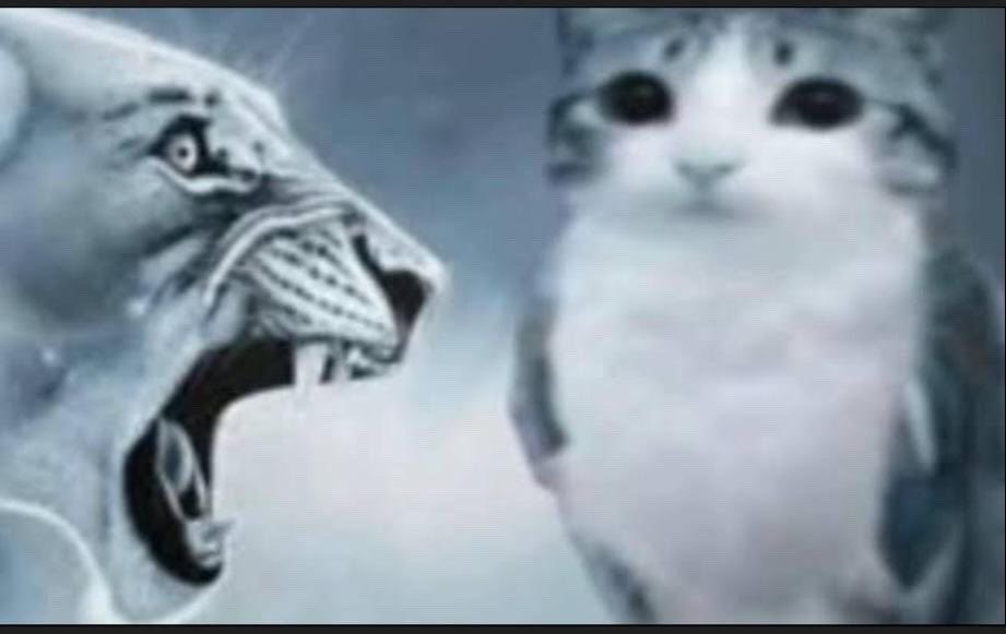 Jana 🦔🐈‍⬛ tweet media