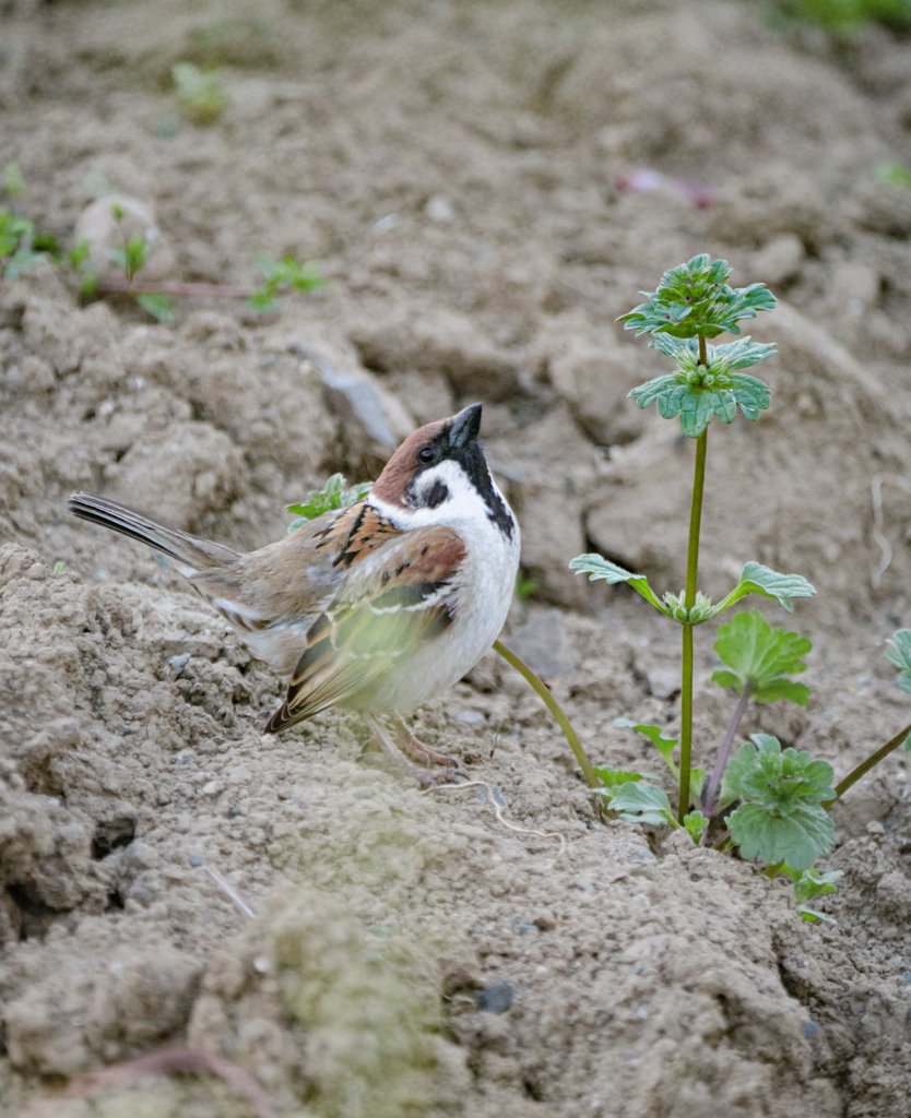 たーこいず☘️(•'ө'•)໒꒱ tweet media