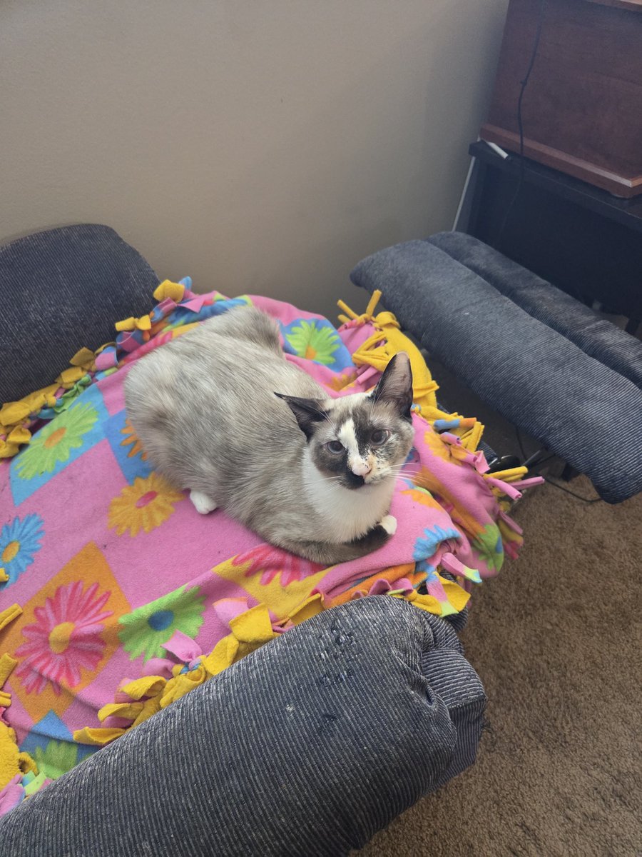 🌿☀️ fern! ☀️🌿 tweet media