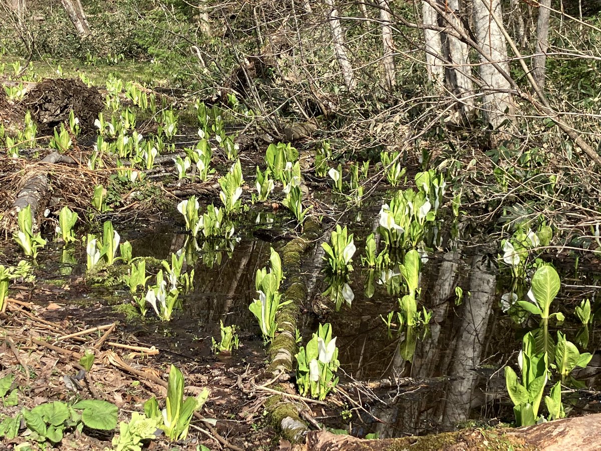 Accotori tweet media