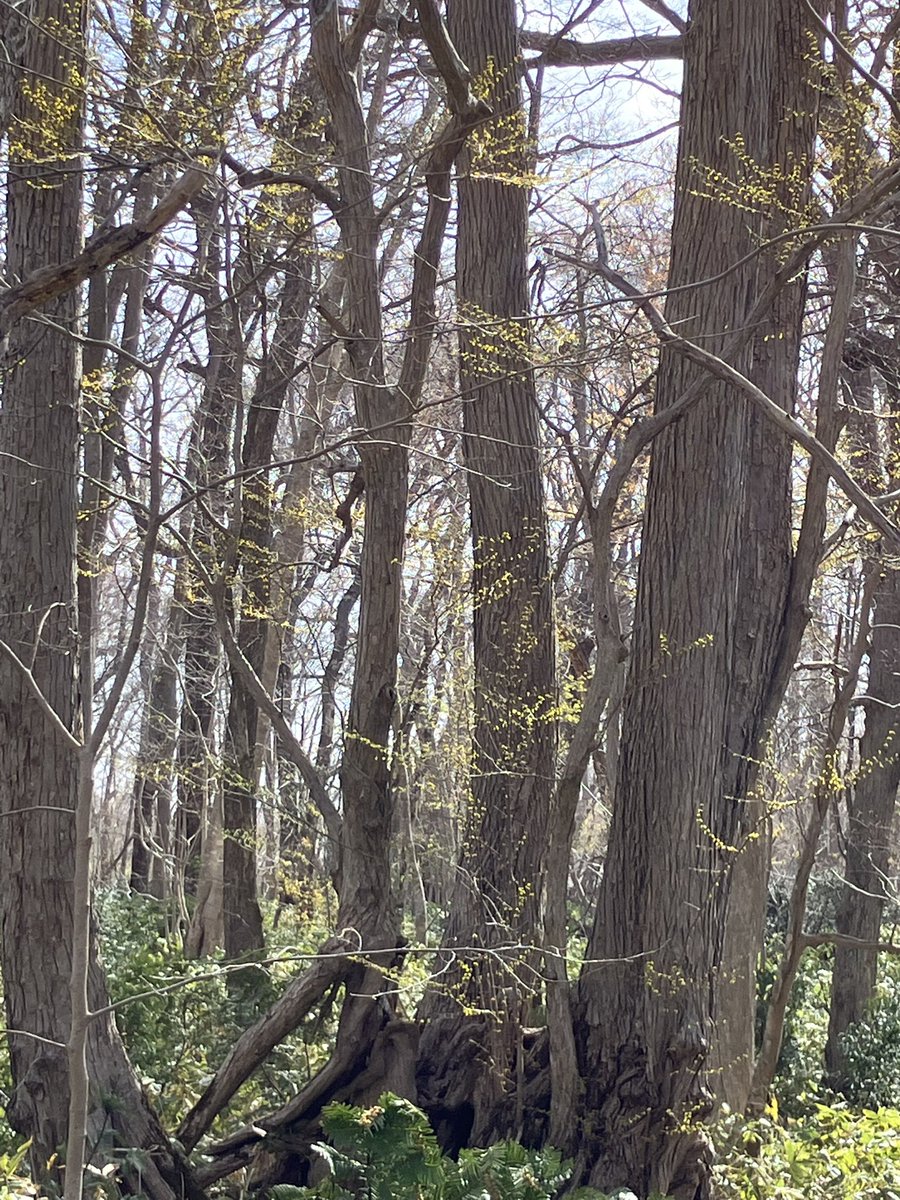 Accotori tweet media