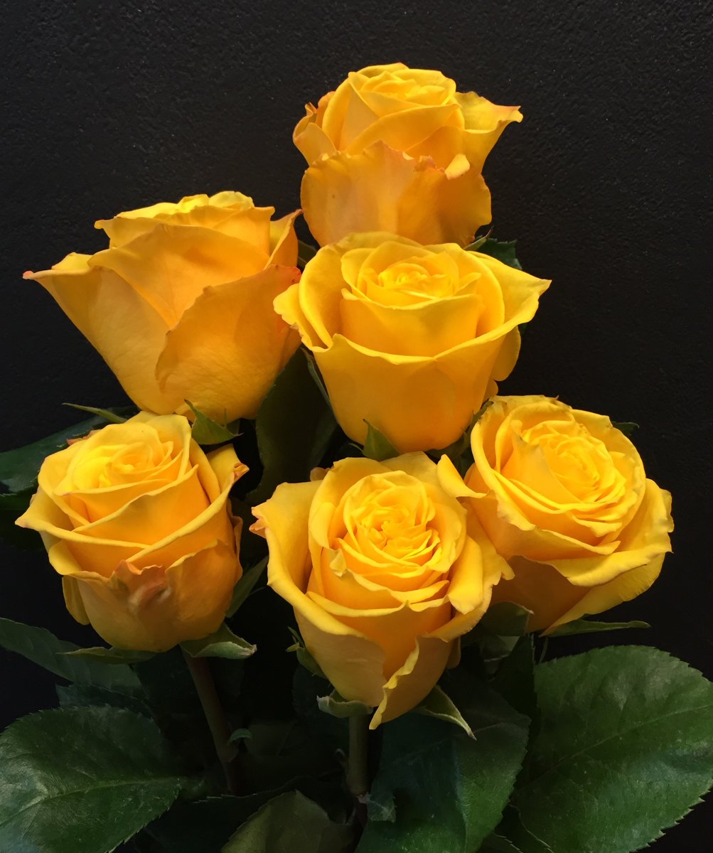 SteinFlorist's tweet image. Some cheerful yellow roses to brighten your evening.
.
.
#steinflorist #steinyourflorist #flowers #florist #flowershop #floristry #shopsmall #shoplocal #smallbusiness #phillyflorist #philadelphiaflorist #NJflorist #roses #yellowroses