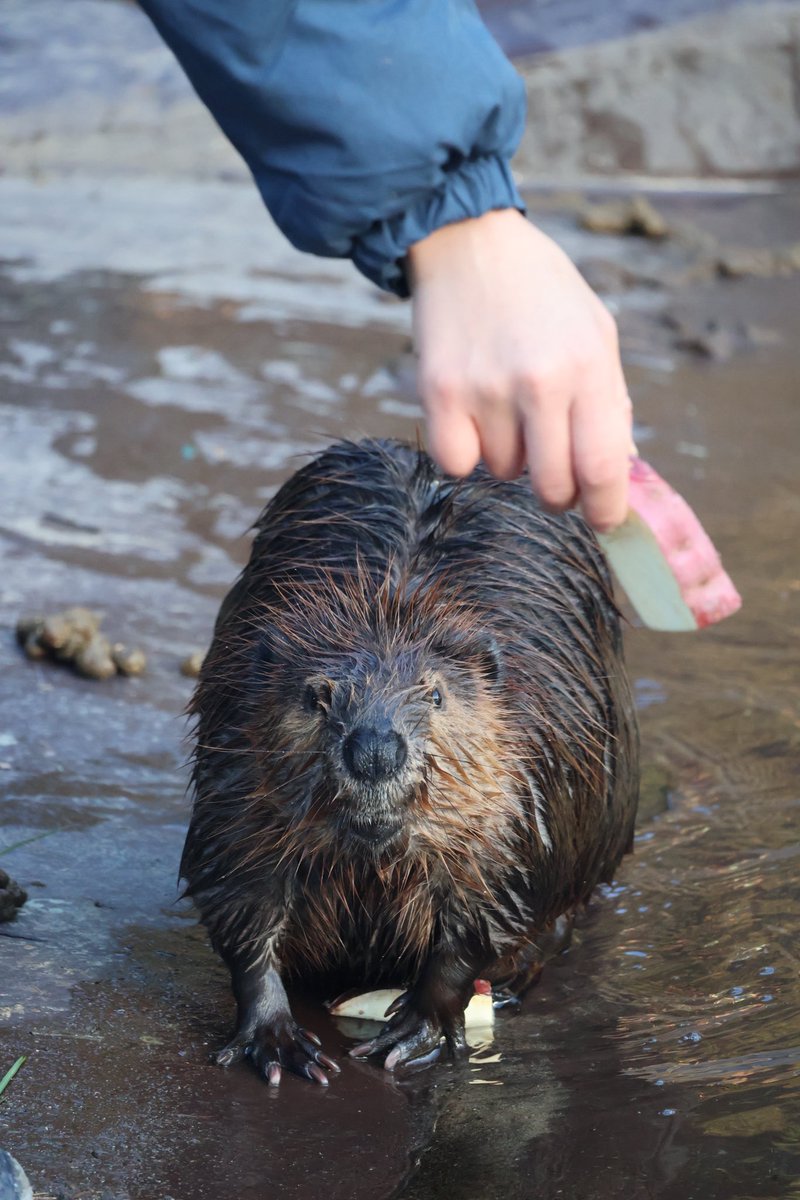photo_beaver's tweet image. まだおやつもらってません…そのお芋ください！(お芋を隠しながら)

#アメリカビーバー
#beaver 
#ヨーデルの森