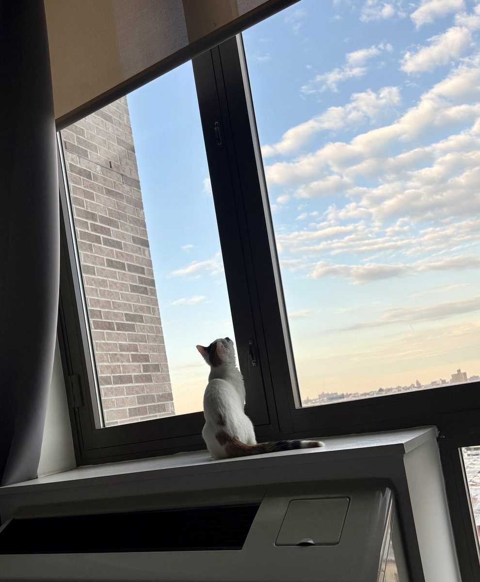 A.V. Marraccini tweet media