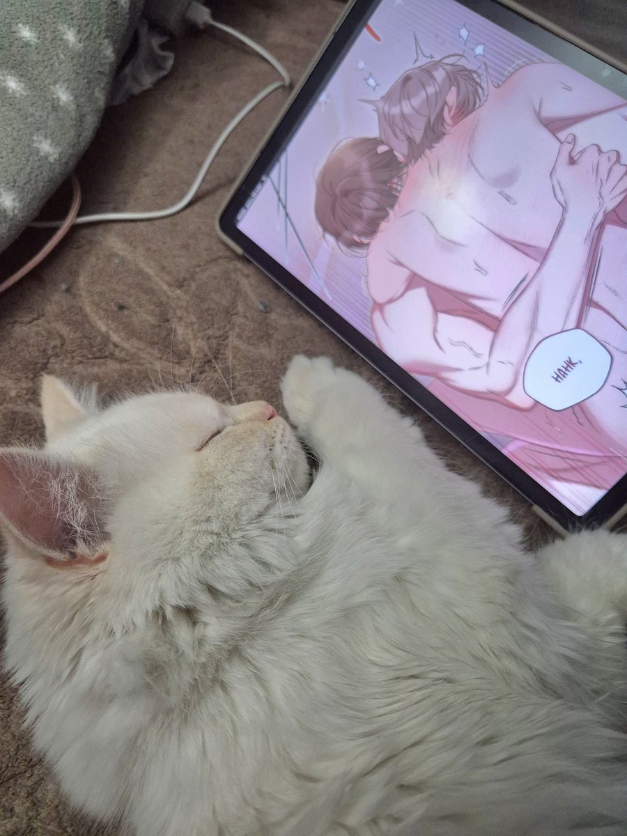 Tomek loves Randal! 🐈 tweet media