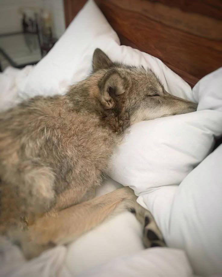 cable ties 🔜 FWA tweet media