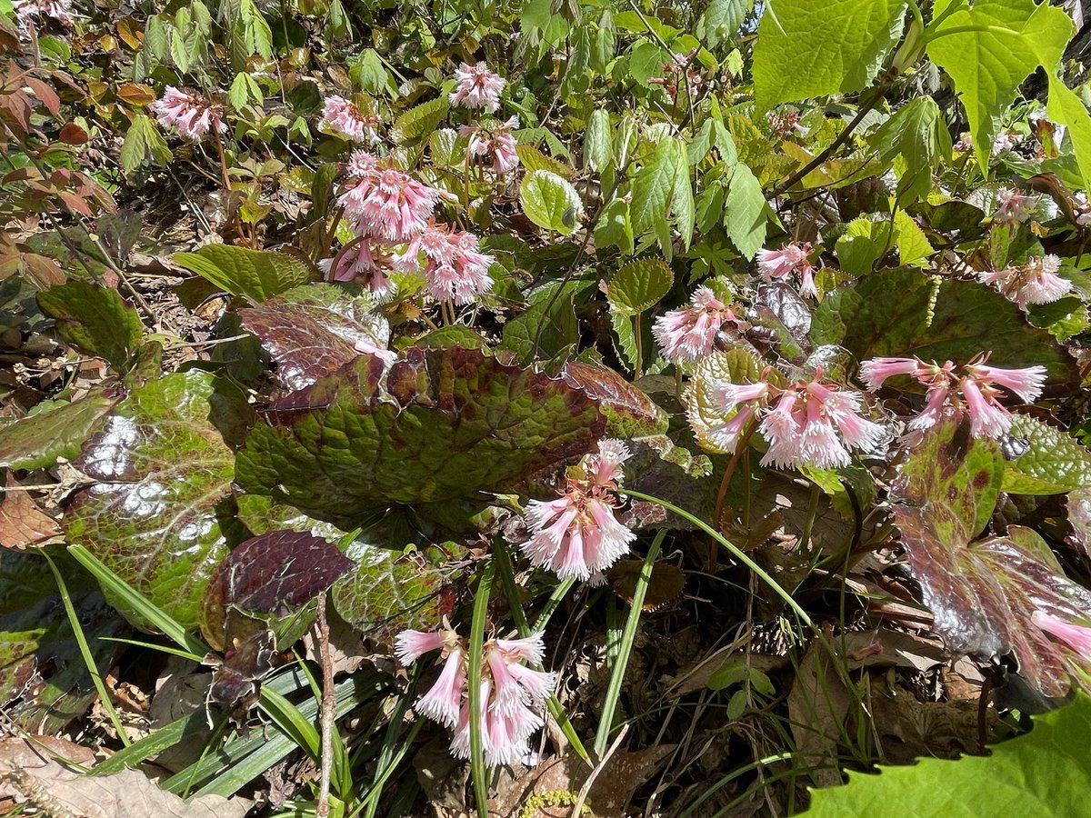 みかえる tweet media