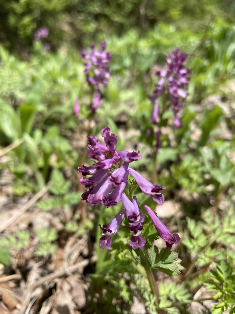 みかえる tweet media