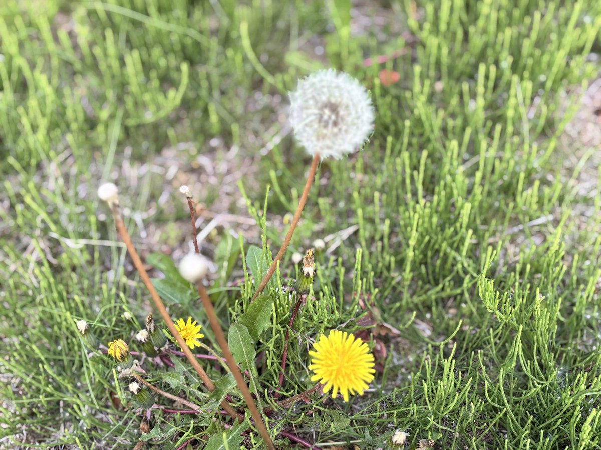 ただのふくたろう tweet media