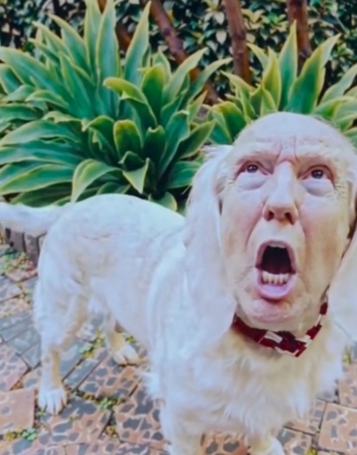 SteveStevem419's tweet image. Trump UNFIT TO BE President 
#TrumpCheatedWithElonsHelp With Starlink and Russians Help #TrumpIsARussianAsset #TrumpEpsteinPedoCoverUp #TrumpIsOnTheEpsteinList #TrumpEpsteinPedoFilesCoverUp #JDVANCEIsARussianAsset #MaggotMikeJohnsonTreason