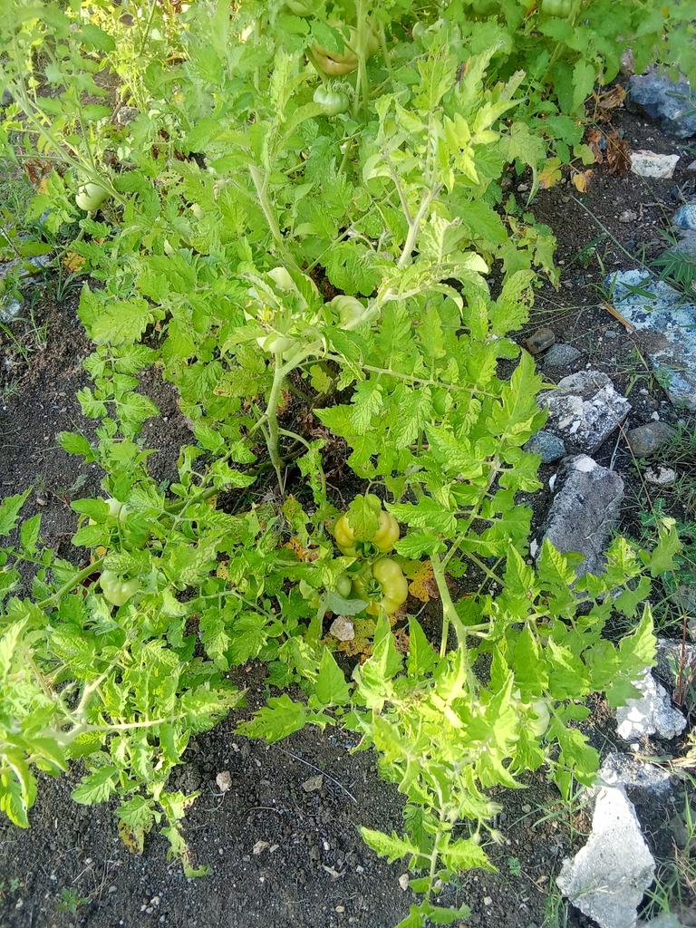 La UEB Hidrología perteneciente a la ECOI 17 sigue apostando por una mejor soberanía alimentaria. <a href="/ingeco_ecoi17/">ECOING No.17 Holguín (INGECO)</a>