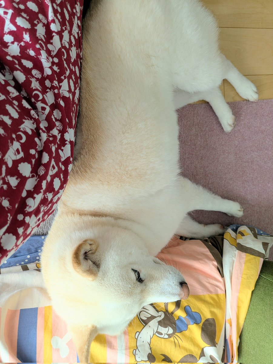 白豆柴モモ tweet media