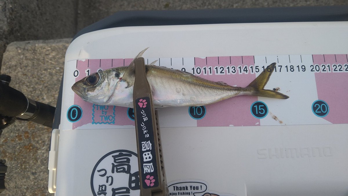 schumai1's tweet photo. 先週に続いて今週もアジングに。
火曜日朝マヅメ、雨風にうたれながらチビガシラのみ、居残りに夕方から別のポイントに入るもこちらもガシラのみ。
今朝は何とか釣れましたがこのサイズ。
先週のパラダイスが嘘のよう。
最後の荒食いだったのか、何処かに行ってしまったようです。 https://t.co/q67SL1jy0a