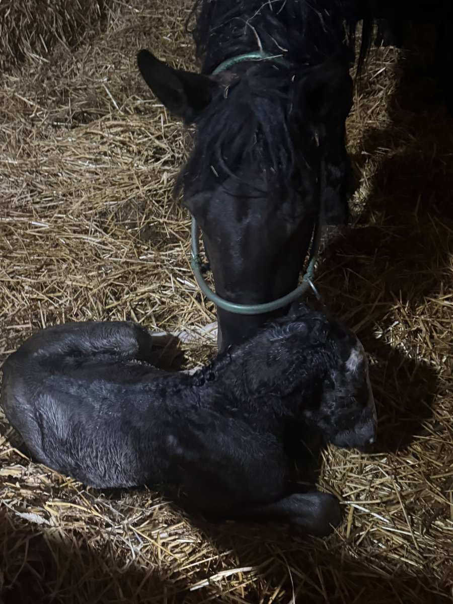 h_kai20031010's tweet image. 22時今年4頭目産まれました🐴
女の子🚺　
初産で心配だったけど安産でよかった💦
テンリュウの子初女の子でよかった😭

#ばんえい #うま #馬 #ばんえい競馬