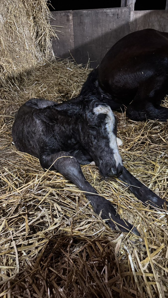 h_kai20031010's tweet image. 22時今年4頭目産まれました🐴
女の子🚺　
初産で心配だったけど安産でよかった💦
テンリュウの子初女の子でよかった😭

#ばんえい #うま #馬 #ばんえい競馬