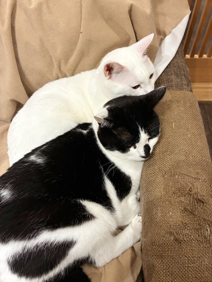 ナオはる tweet media