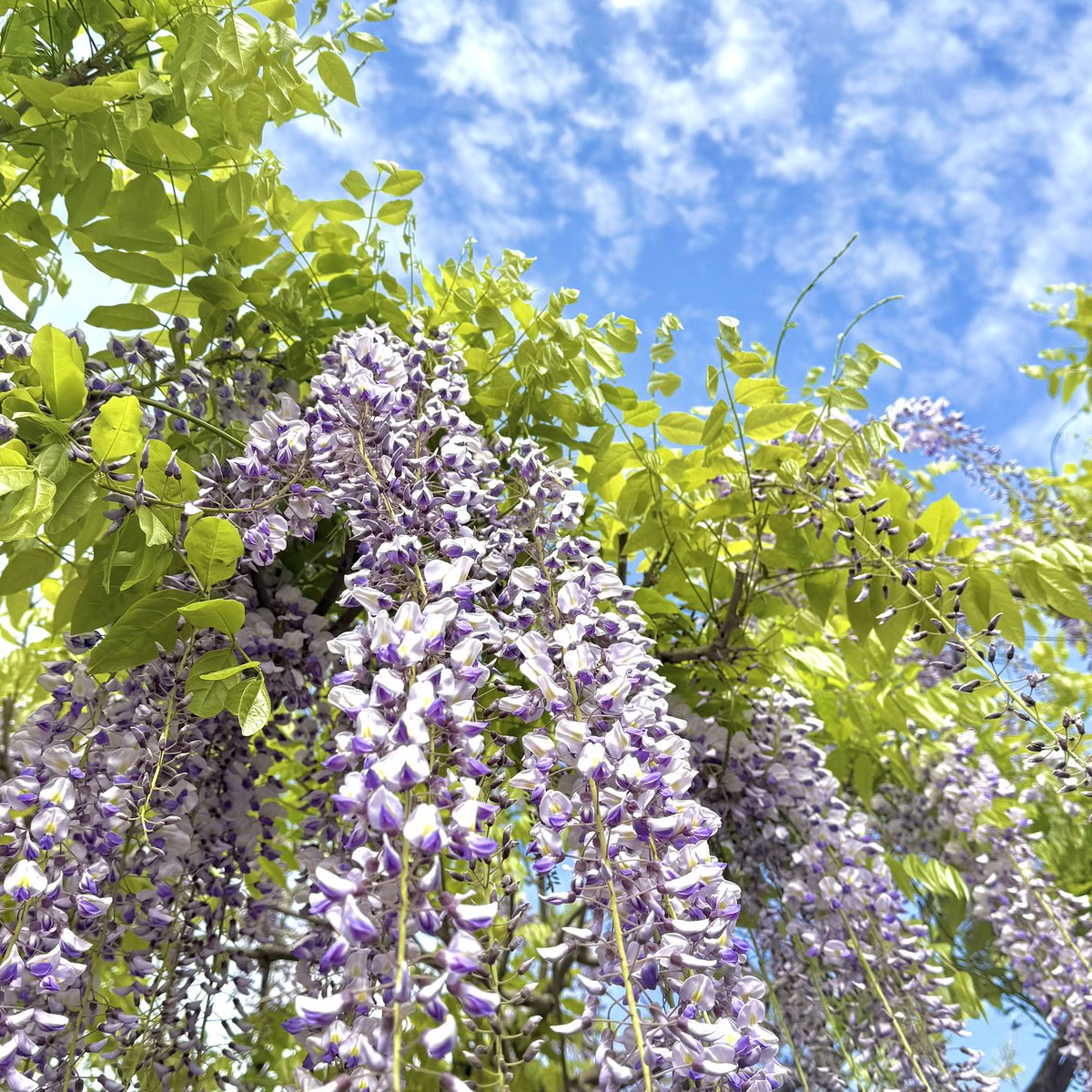 何よなんだか完璧な風景😍 #花族