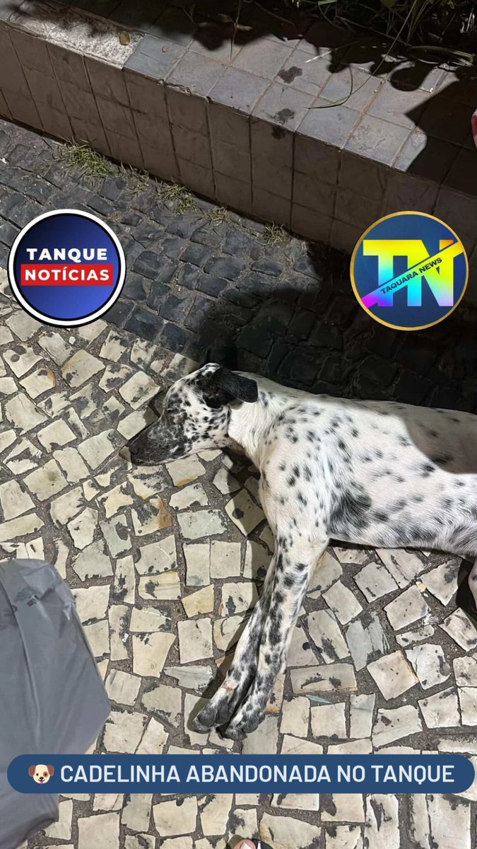 Taquara News tweet media