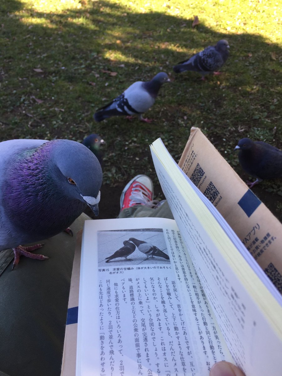 ハト人 tweet media