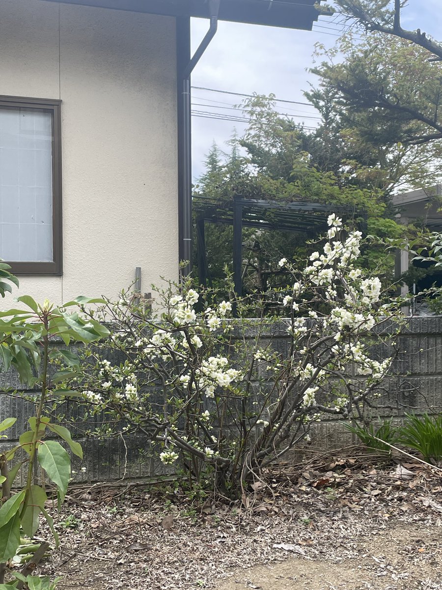 渡部泰則（チェリー）山形県高畠町に5月1日知的・精神障害者向けグループホームはなみずきオープン tweet media