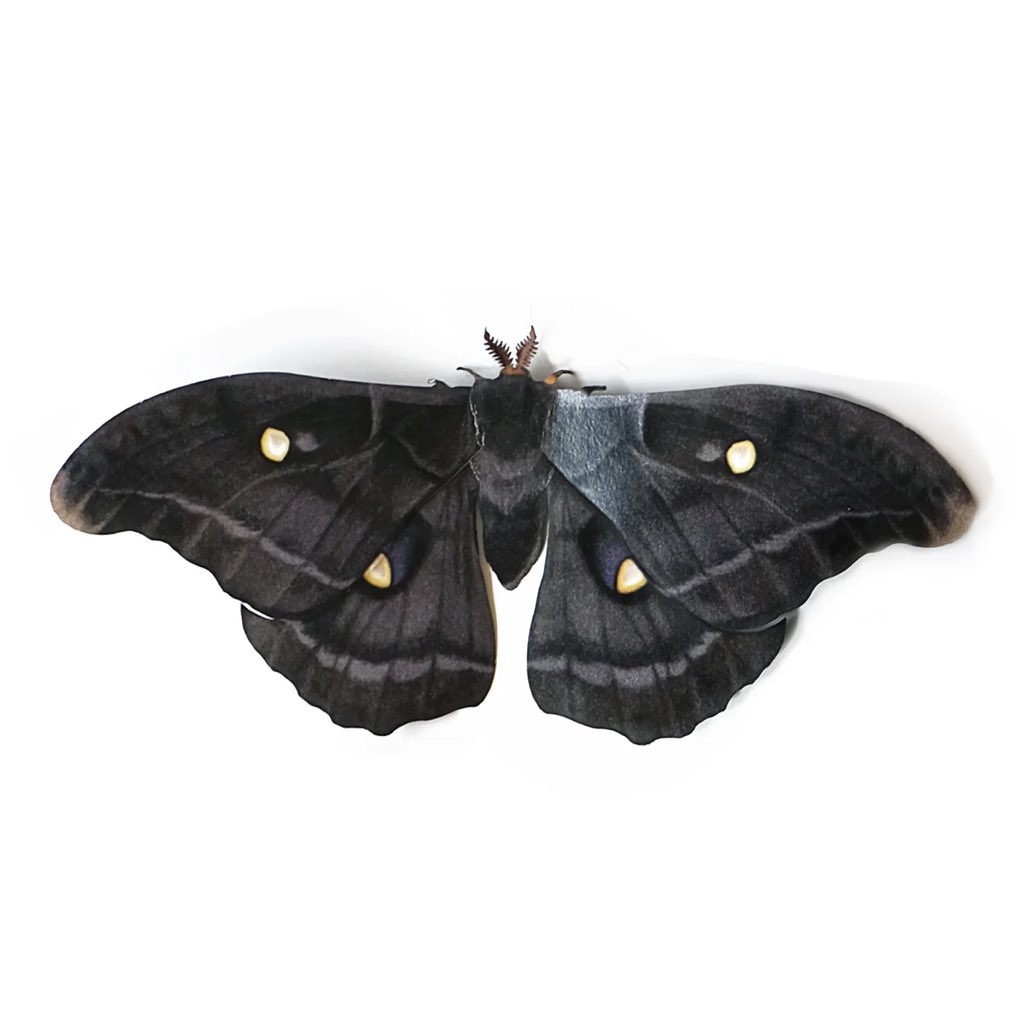paper midnight polyphemus moth