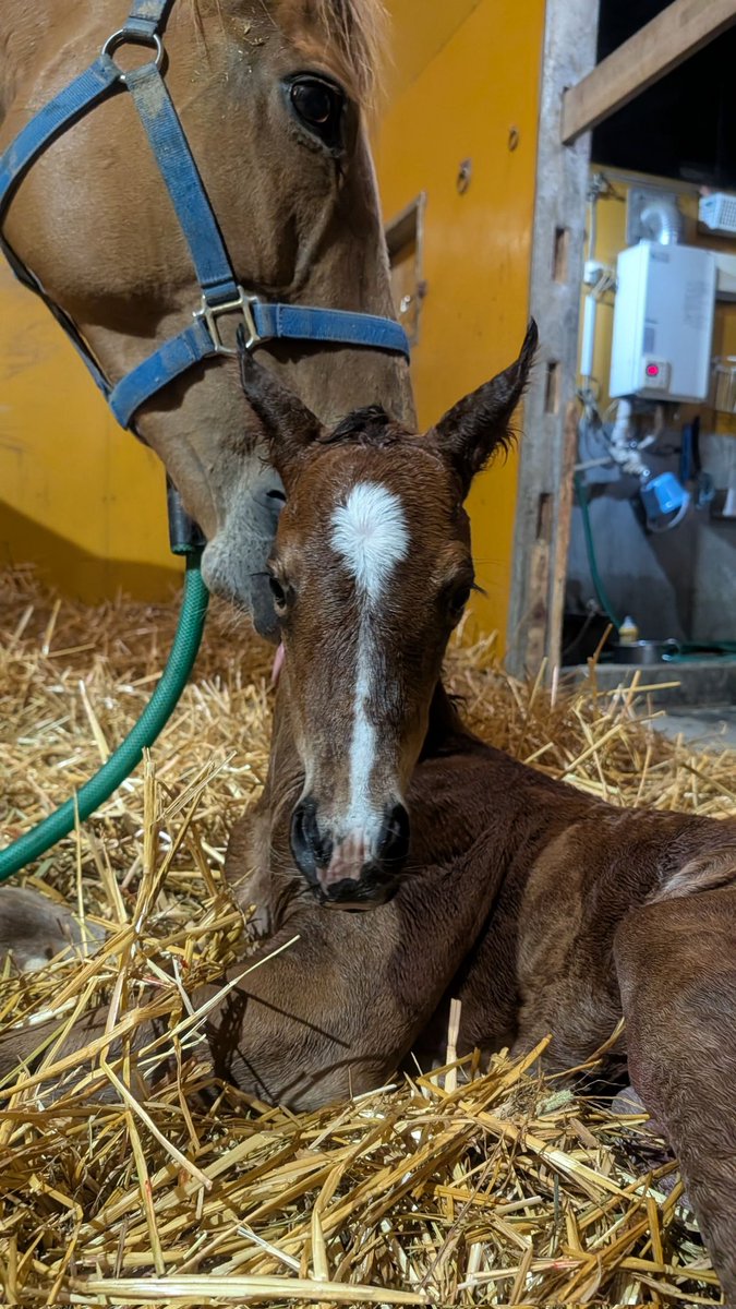 高昭牧場 tweet media