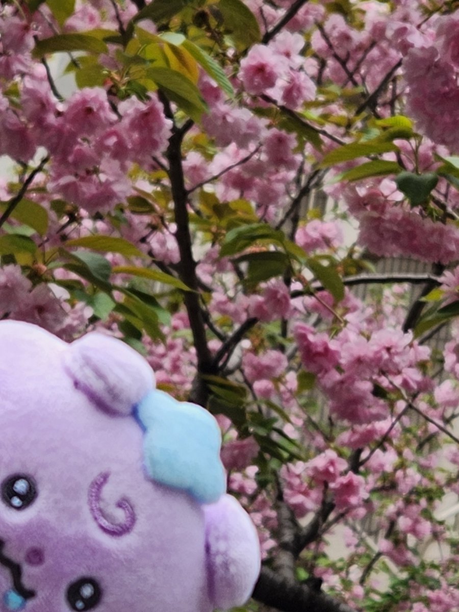 mymi(みみ) tweet media