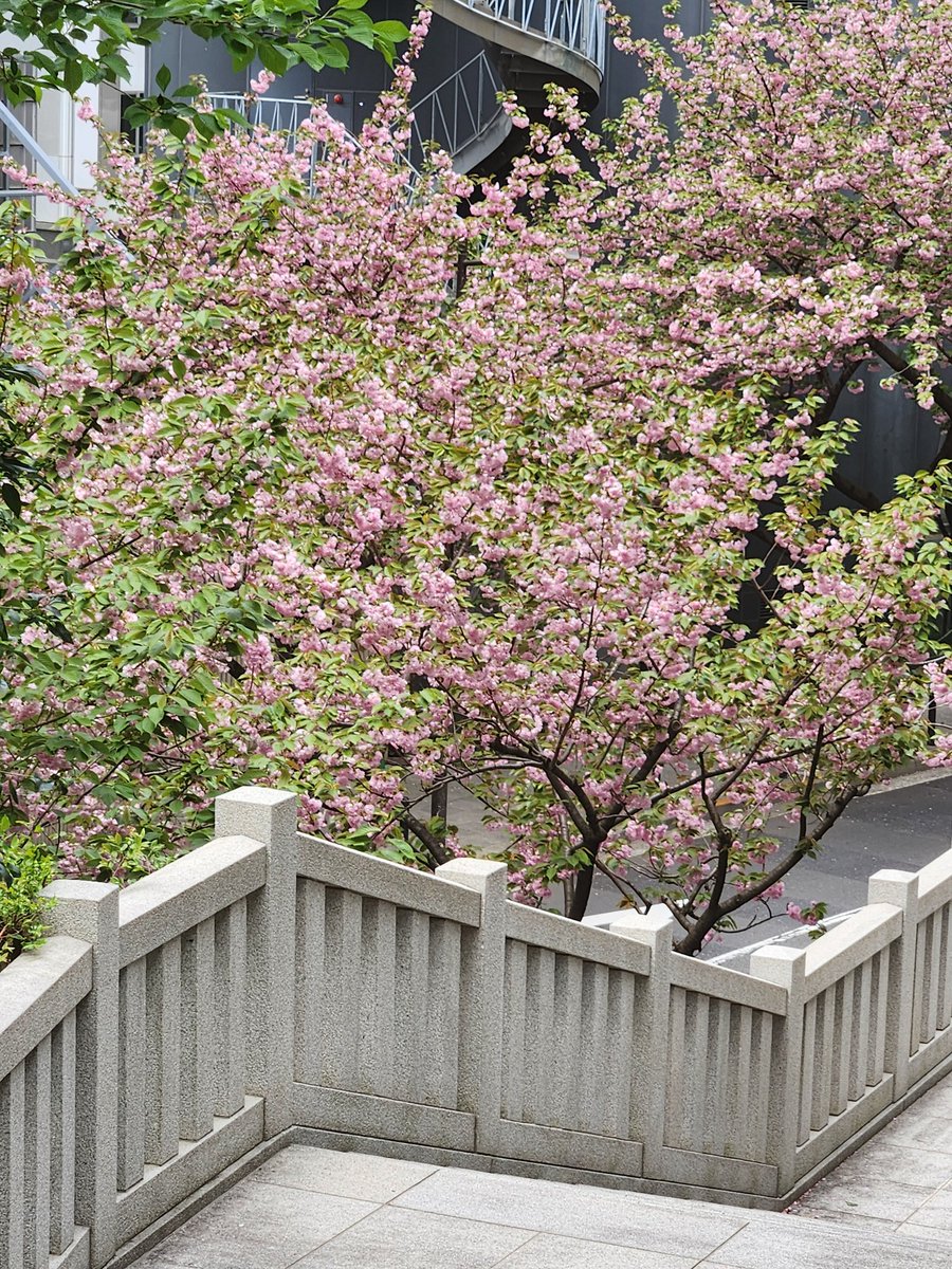 mymi(みみ) tweet media