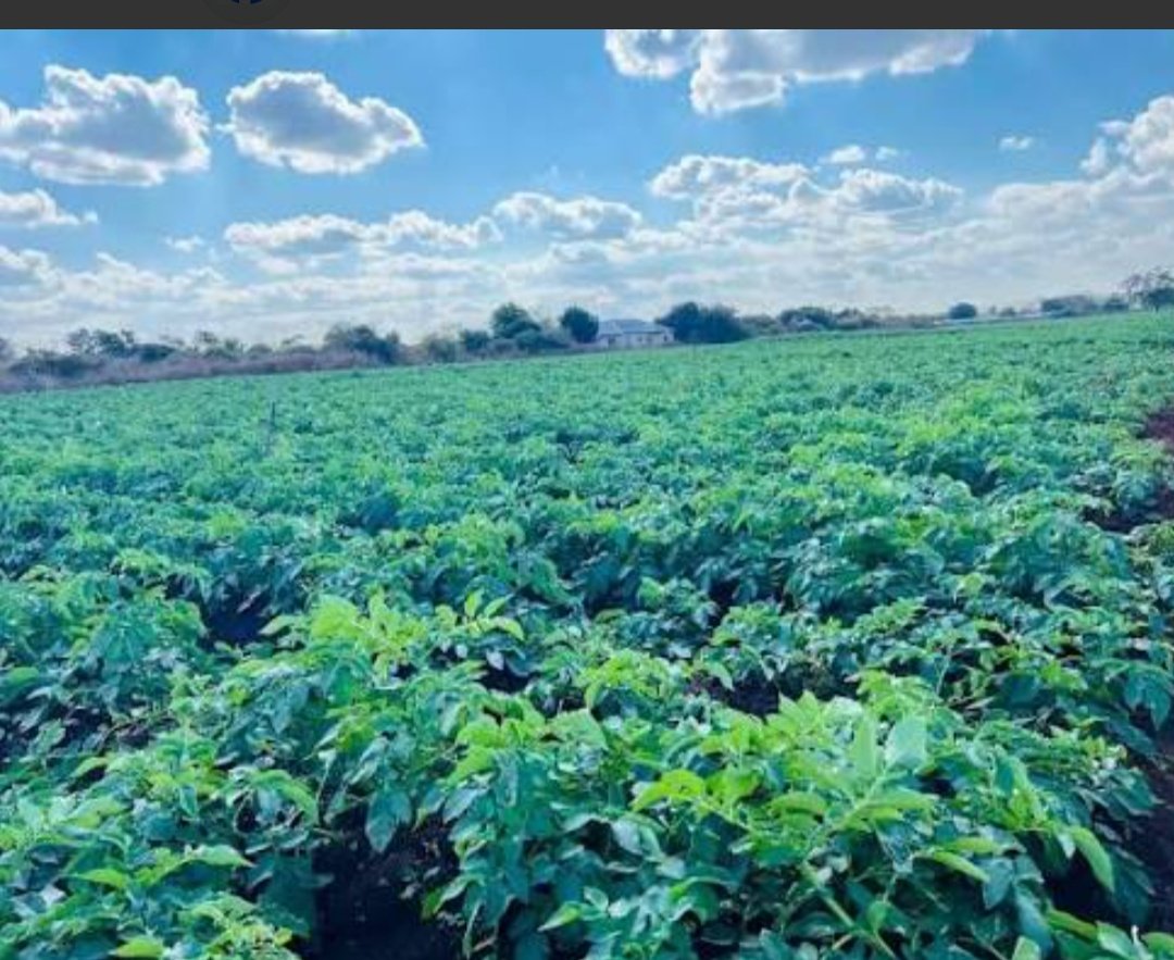 AgriHopper's tweet image. Don’t wait for perfect conditions
to start farming.

Start with what you have.
Improve as you grow.

Progress beats perfection every season.

#AgriHopper #TakeAction