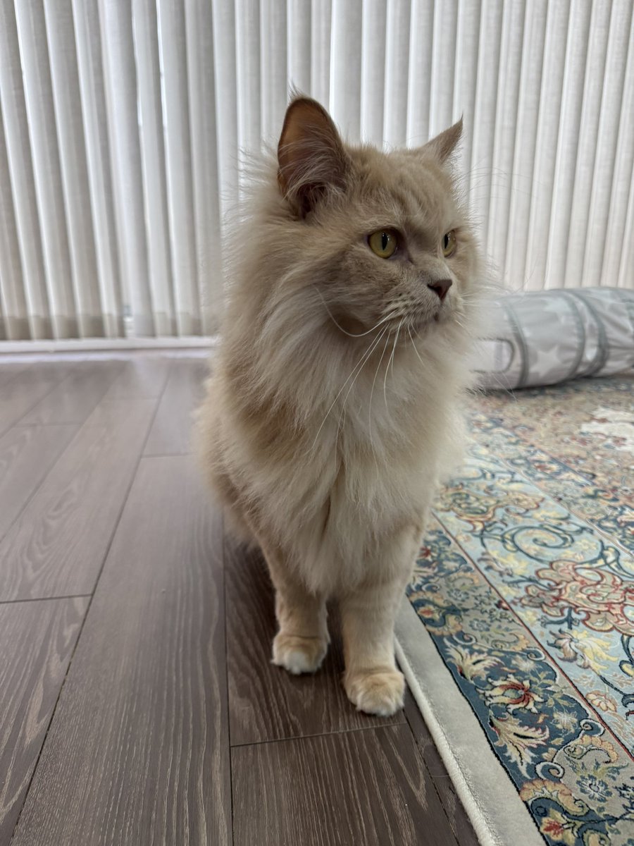 猫のこころ✨ (@cocoro0306) / Posts / X