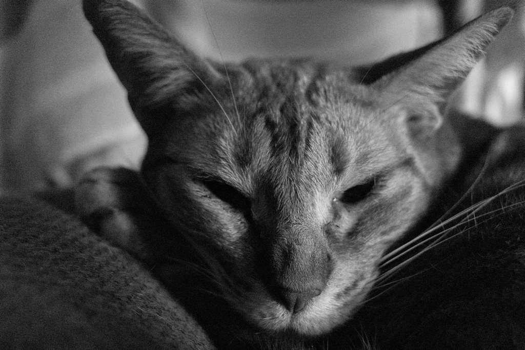 PhotoWebb's tweet image. Bréagha #CatsOfTwitter #cats #CatOfTheDay