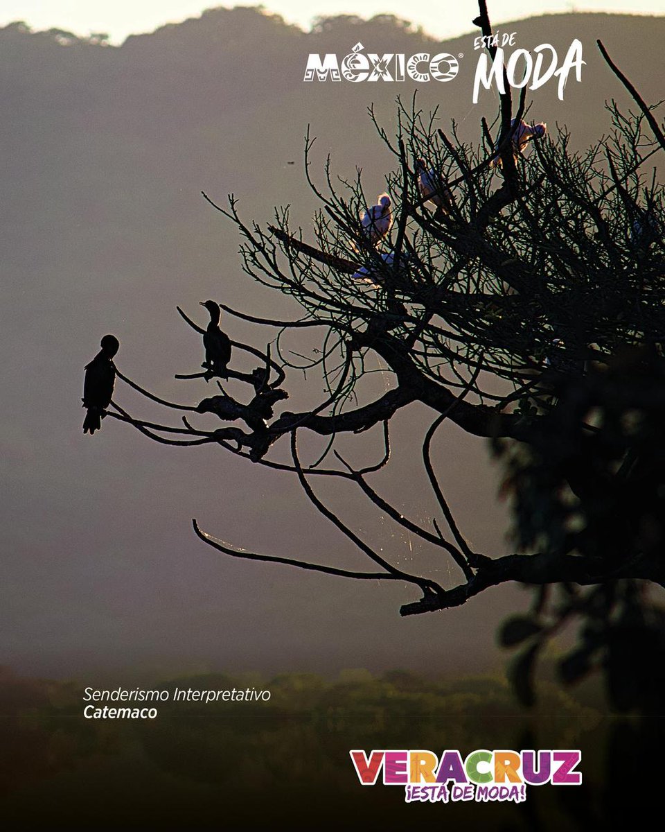 Veracruz Turismo tweet media