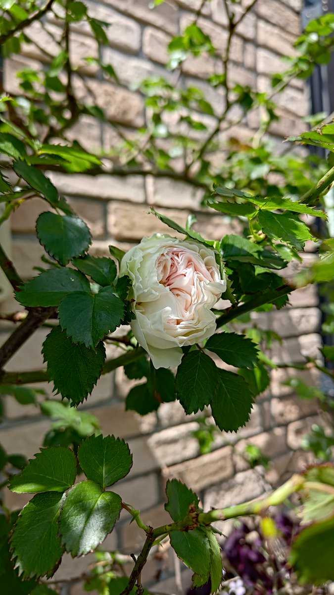 shomi1005 tweet media